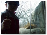 Duncan gets close to the napping lions