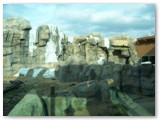 We went to the Kansas City Zoo while we were in Kansas. This is the polar bear